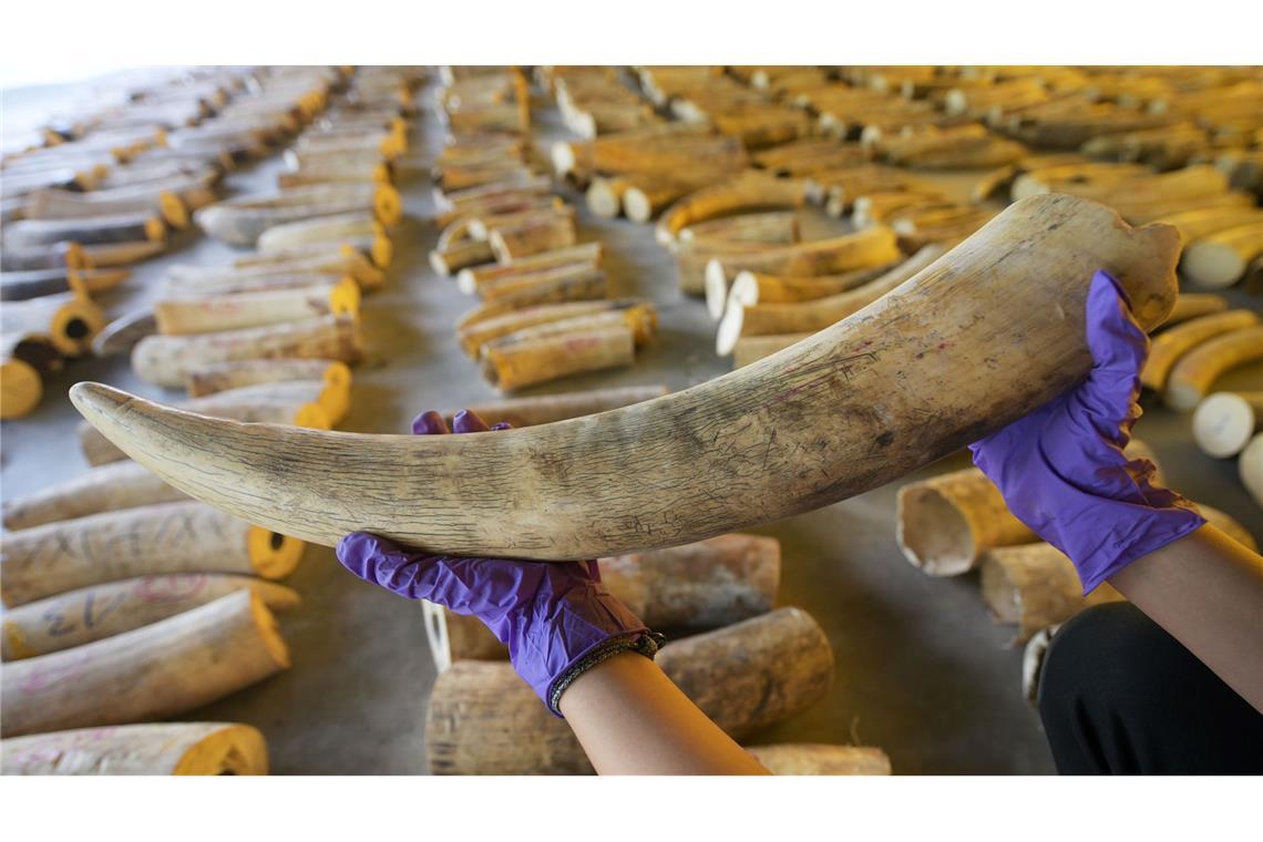 Der illegale Handel mit Elfenbein ist ein Riesengeschäft. (Archivbild)