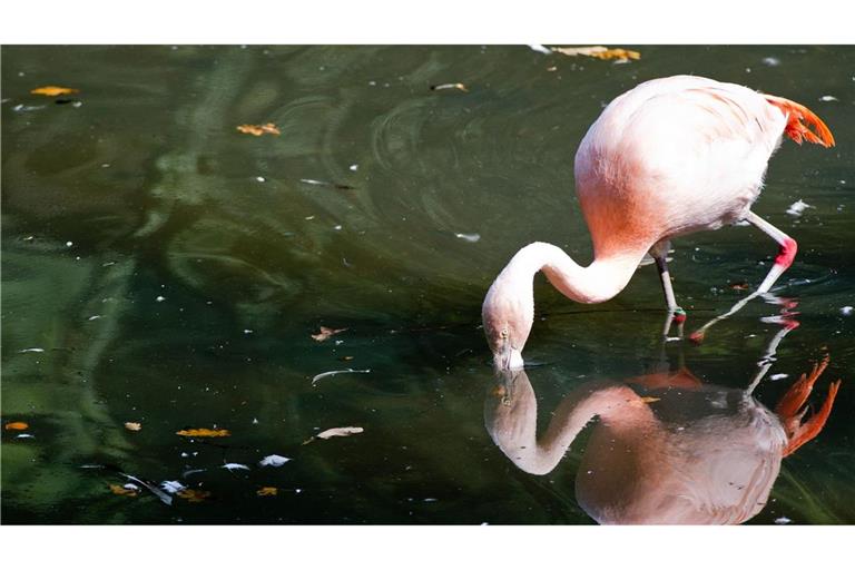 Der im Schwarzwald entdeckte Flamingo lebt wieder in der Natur. (Symbolbild)