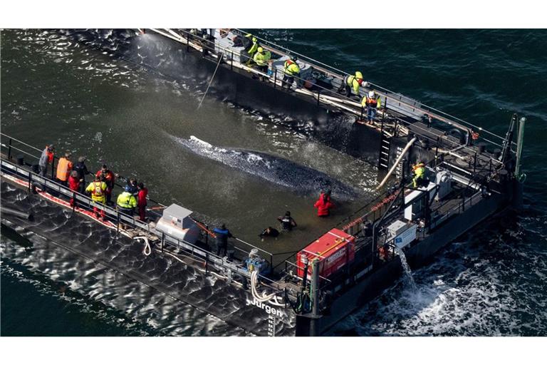 Der in der Ostsee gestrandete Buckelwal in dem für seinen Transport vorgesehenen Lastkahn.