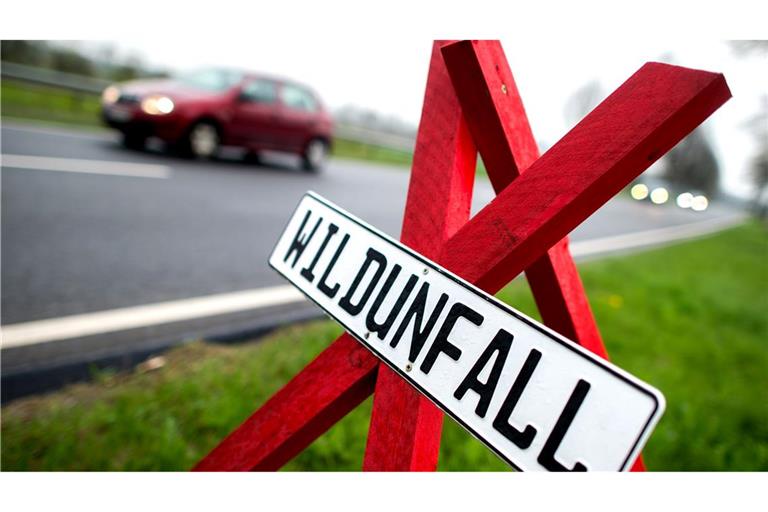 Der Jagdverband appelliert an Autofahrer, jeden Wildunfall zu melden. (Archivbild)