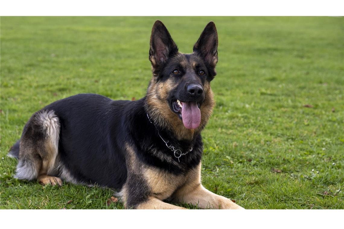 Der Junge war von einem Schäferhund gebissen und dabei schwer verletzt worden. (Symbolbild)