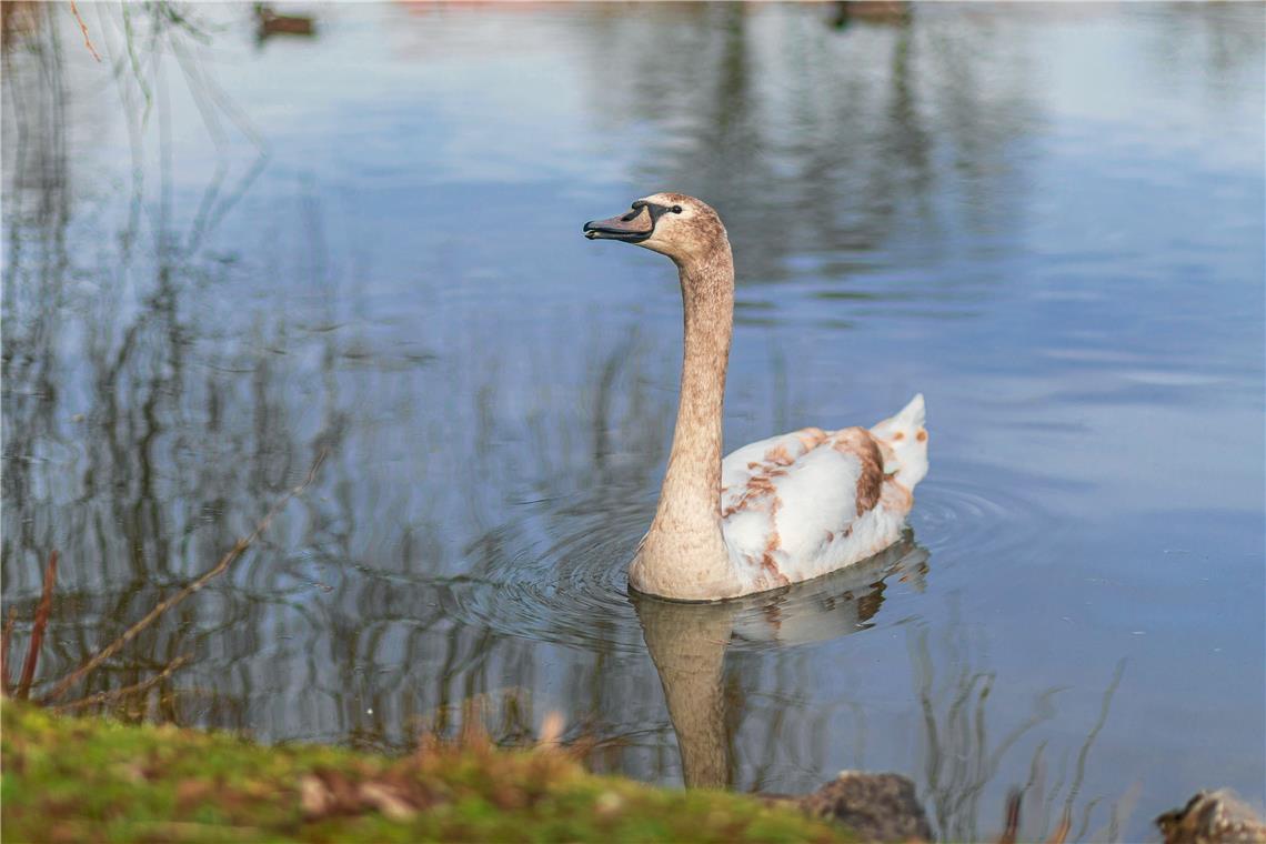 Nach Schwanendrama in Murrhardt neue Strategie nötig Der Jungschwan ist bald seinem bräunlichen Kleid entwachsen (Foto stammt aus dem Februar). Nach seiner Vertreibung konnte er eingefangen und ausgewildert werden.