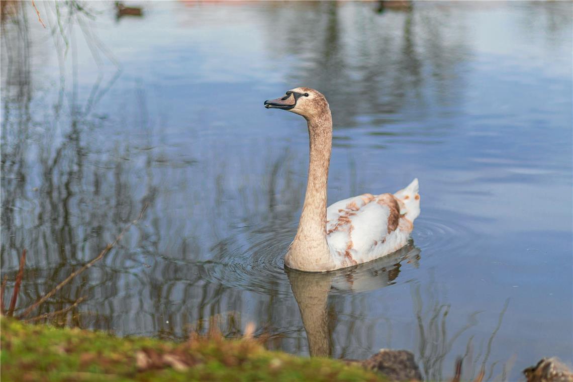 Der Jungschwan ist bald seinem bräunlichen Kleid entwachsen (Foto stammt aus dem Februar). Nach seiner Vertreibung konnte er eingefangen und ausgewildert werden.