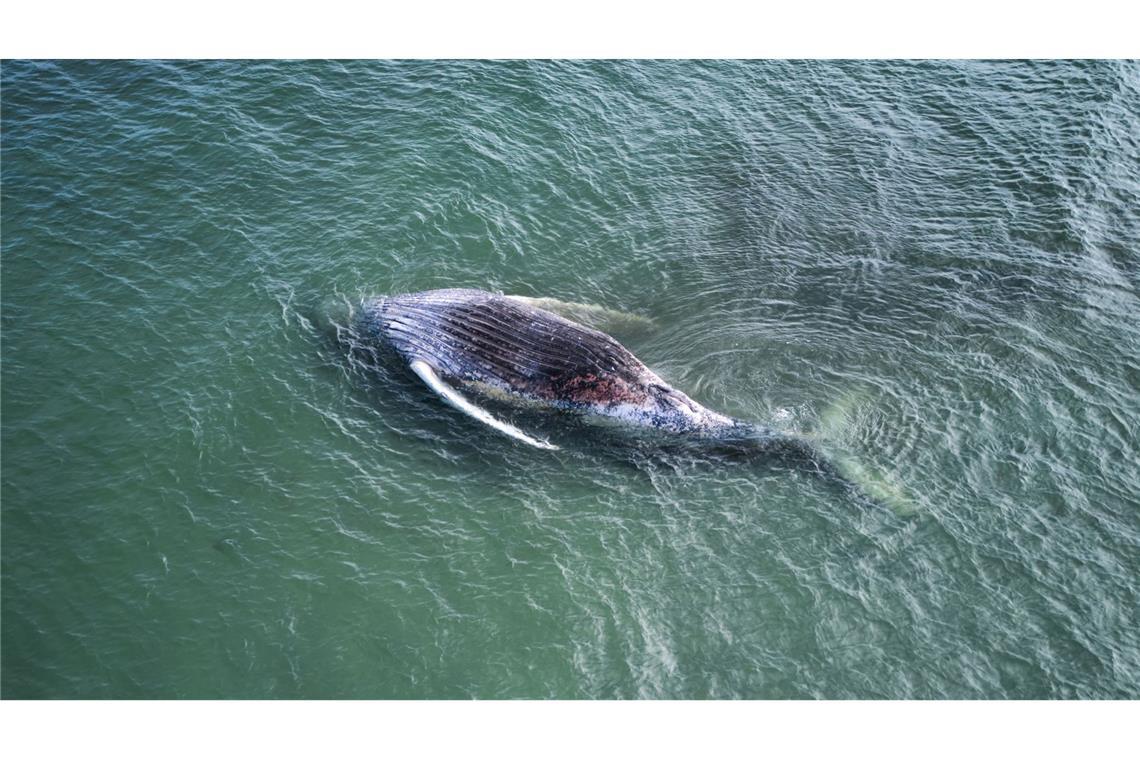 Der Kadaver des als „Timmy“ bekannten Buckelwals soll vor der Insel Anholt entfernt werden.