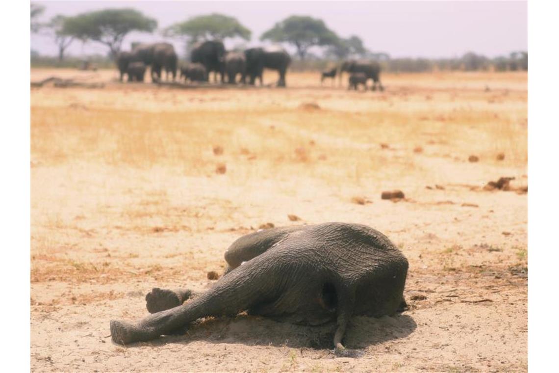Der Kadaver eines toten Elefanten im Hwange-Nationalpark. Laut der Weltwetterorganisation (WMO) war das vergangene Jahr das zweitwärmste seit Beginn der Aufzeichnungen. Foto: -/AP/dpa