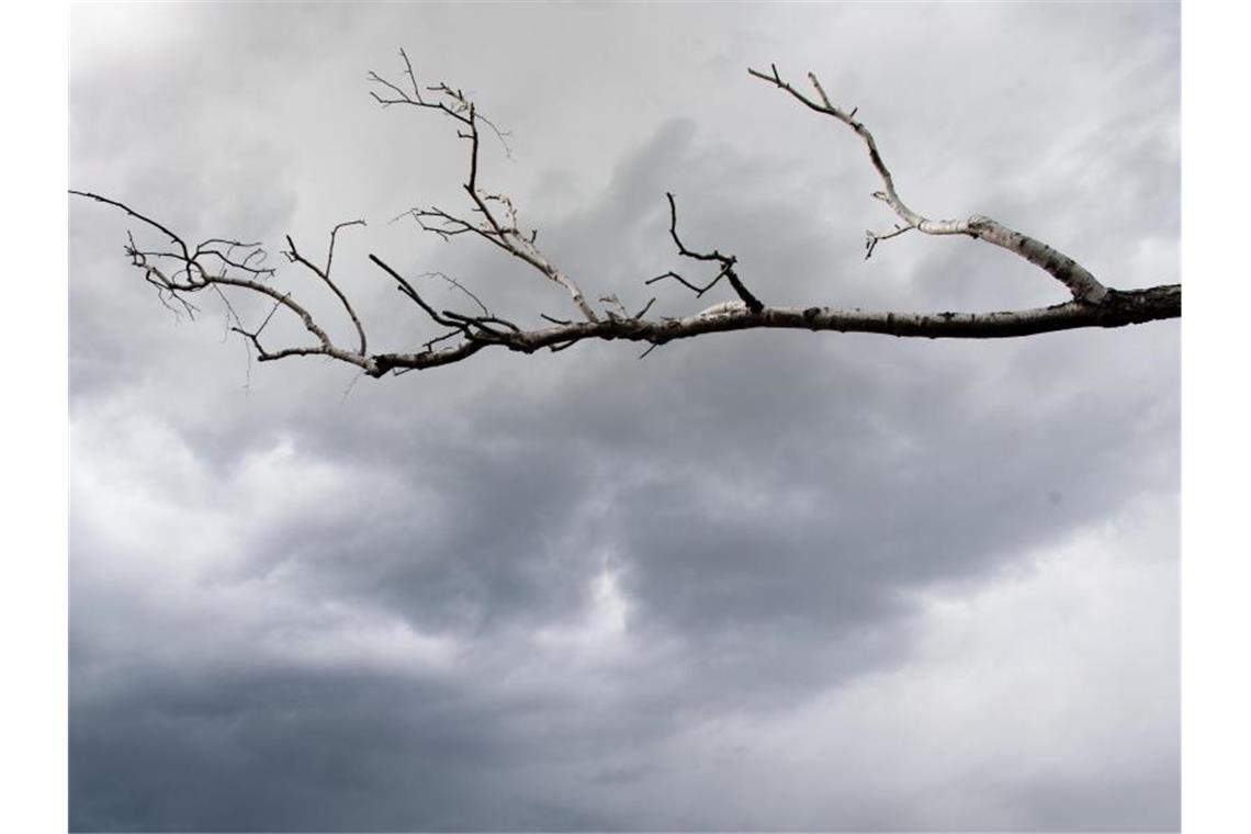 Der kahle Ast einer Birke vor dunklen Regenwolken. Foto: Soeren Stache/dpa-Zentralbild/ZB/Symbolbild