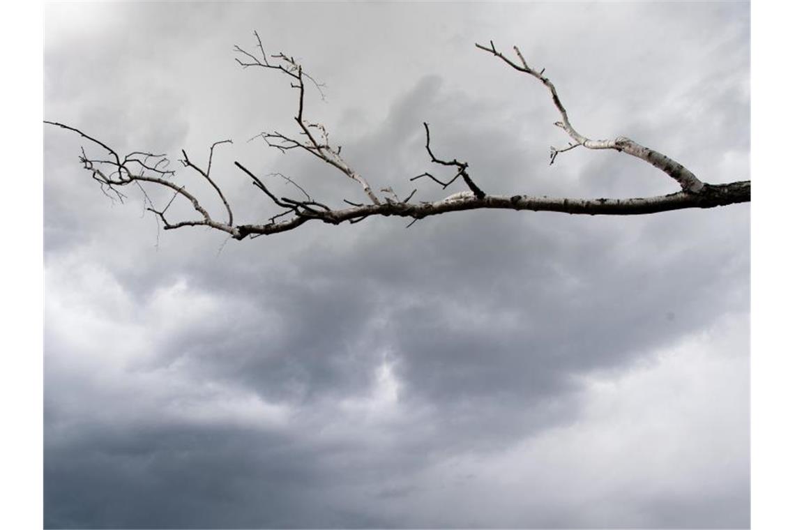 Wetter bleibt ungemütlich Der kahle Ast einer Birke vor dunklen Regenwolken. Foto: Soeren Stache/dpa-Zentralbild/ZB/Symbolbild