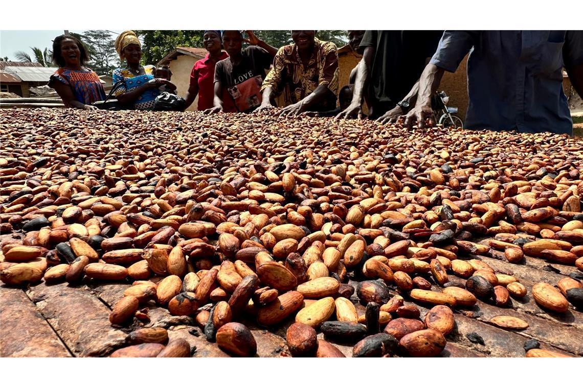 Der Kakaoanbau ist Experten zufolge besonders anfällig für extreme Wetterschwankungen. (Archivbild)
