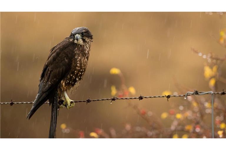 Der Karearea holte sich zum 20. Jubiläum der Abstimmung den ersten Platz.