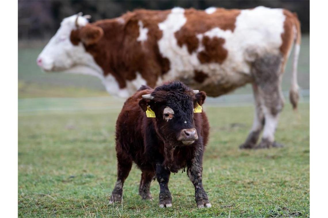 Mini-Stier mit Gendefekt: Napoleon auf Gnadenhof Der kleinwüchsige Stier Napoleon auf dem Gnadenhof in Bayern. Foto: Sven Hoppe/dpa