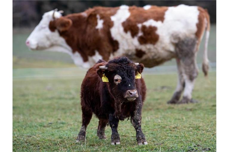 Der kleinwüchsige Stier Napoleon auf dem Gnadenhof in Bayern. Foto: Sven Hoppe/dpa