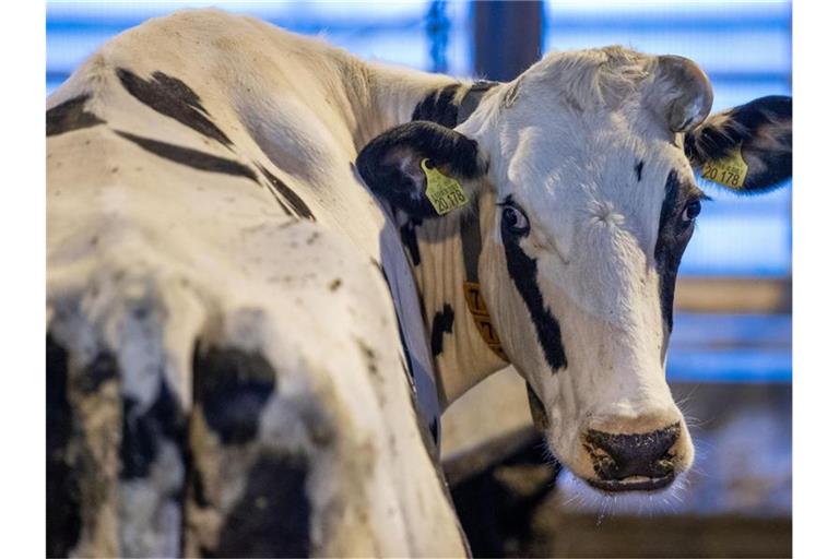 Der klimagerechte Umbau wird kleinere Höfe vor Probleme stellen. Foto: Jens Büttner/dpa-Zentralbild/dpa