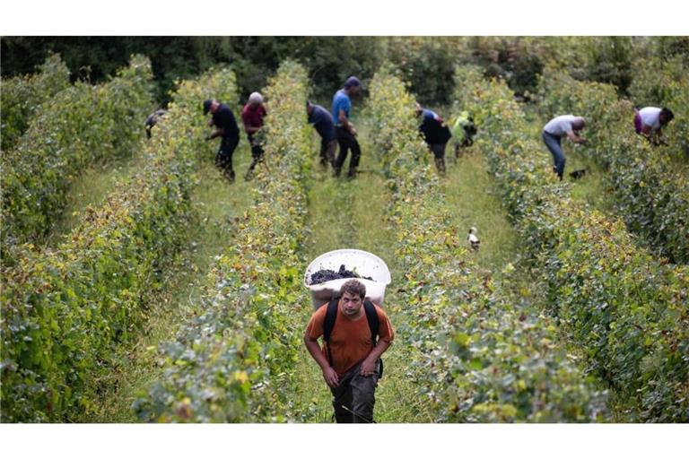 Der Klimawandel beeinträchtigt Weinproduktion zunehmend - in Frankreich ebenso wie in Deutschland.