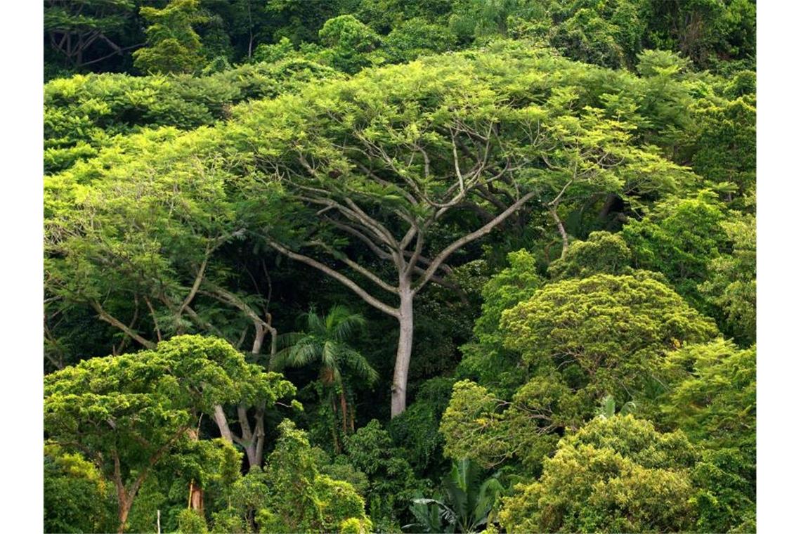 Studie: Bäume können das Klima retten Der Klimawandel kann einer Studie zufolge durch nichts so effektiv bekämpft werden wie durch Aufforstung. Die Erde könne ein Drittel mehr Wälder vertragen, ohne dass Städte oder Agrarflächen beeinträchtigt würden, sagen die Forscher. Foto: Ralf Hirschberger