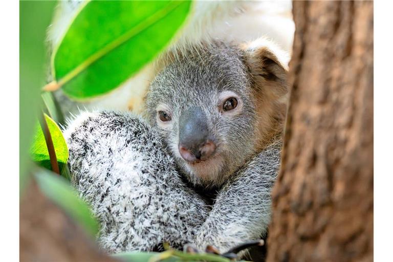 Der Koala Jingeri 
         
         
           
            Foto: 
                Wilhelma/ Birger Meierjohann