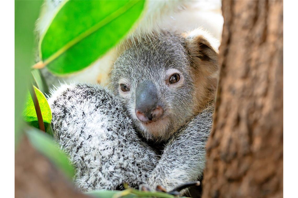 Der Koala Jingeri 
         
         
           
            Foto: 
                Wilhelma/ Birger Meierjohann