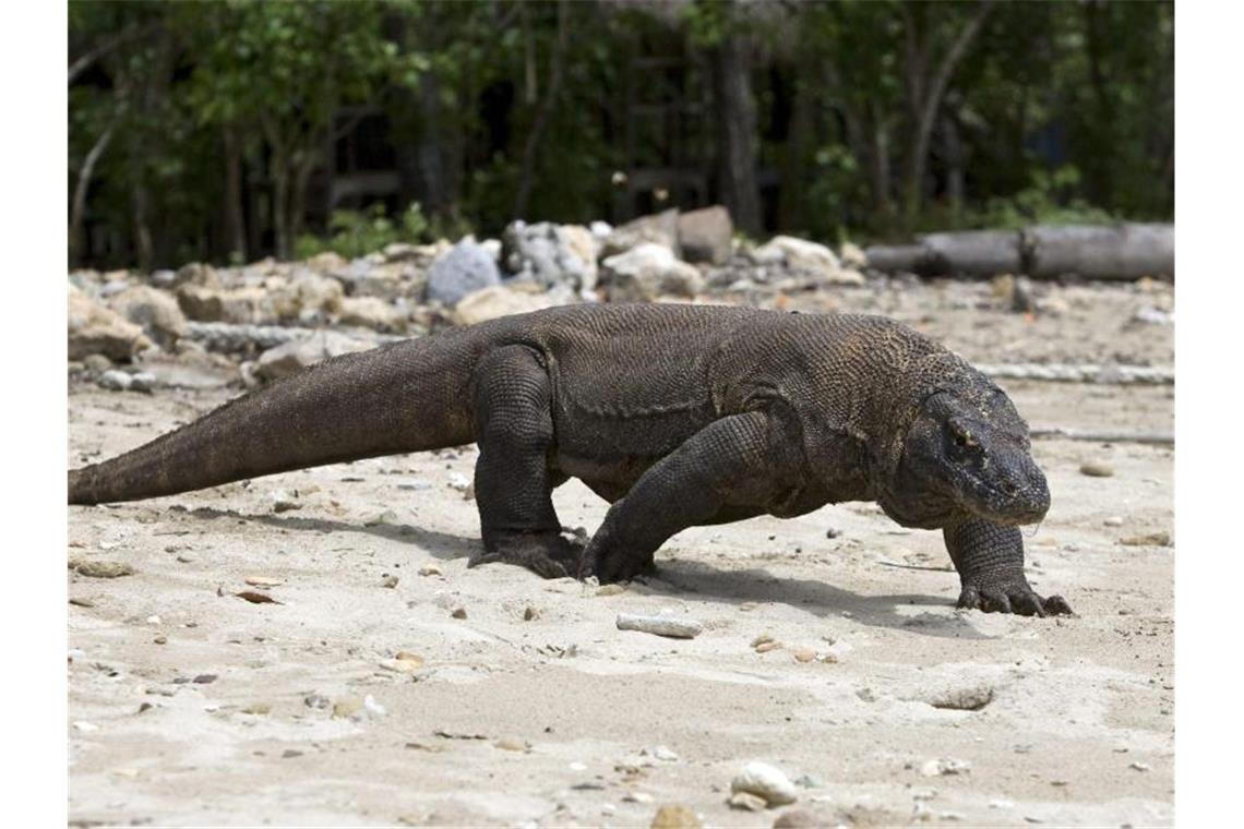 Klimawandel setzt Komodowaran zu: „stark gefährdet“ Der Komodowaran, die größte lebende Echse der Welt, ist jetzt als „stark gefährdet“ eingestuft worden. Foto: Made Nagi/EPA/dpa