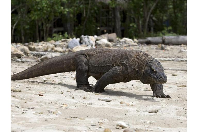 Der Komodowaran, die größte lebende Echse der Welt, ist jetzt als „stark gefährdet“ eingestuft worden. Foto: Made Nagi/EPA/dpa