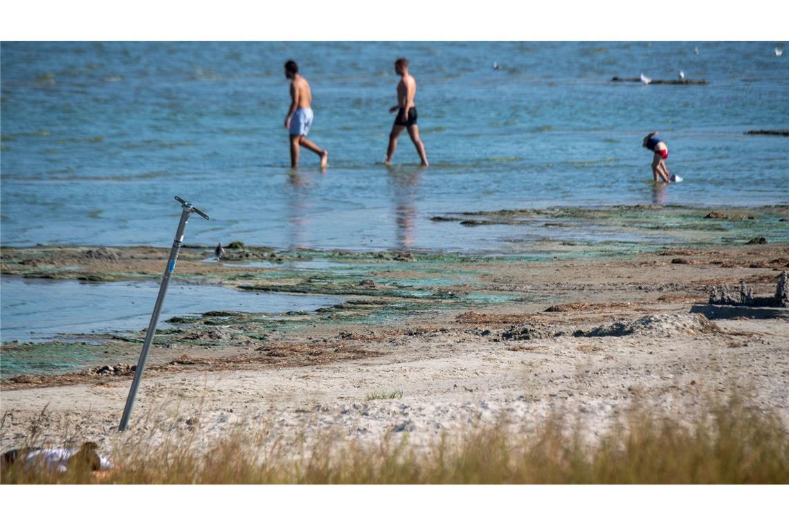 Der Kontakt mit blühenden Blaualgen kann unangenehme Folgen haben - wie Übelkeit, Fieber oder gar Atemnot. Zu Beginn des Sommers ist das meist noch kein Problem. (Symbolbild)