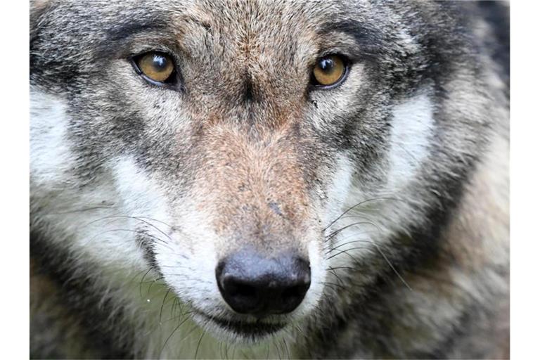 Der Kopf eines Wolfes ist zu sehen. Foto: Carsten Rehder/dpa/Archivbild