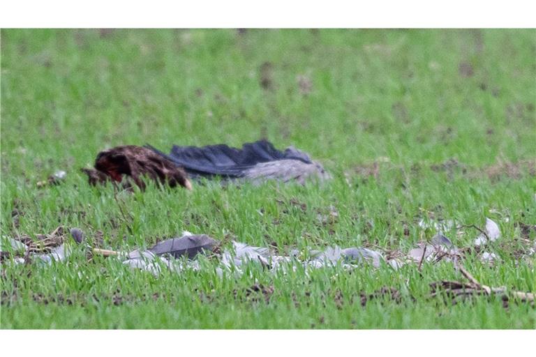 Der Kranich starb (Symbolbild).