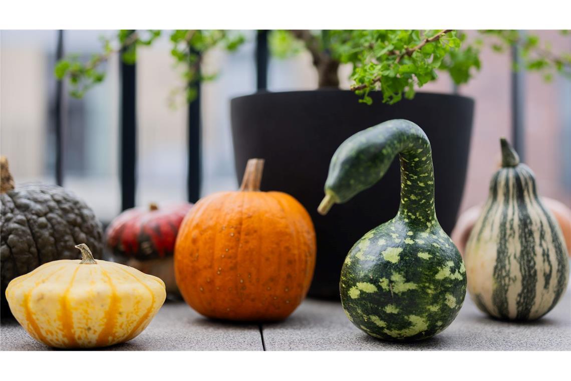 Kürbis-Boom: Pumpkin ist populär Der Kürbis hat viele Formen: Verschiedene bunte Kürbisse liegen auf einem Balkon. (Archivbild)