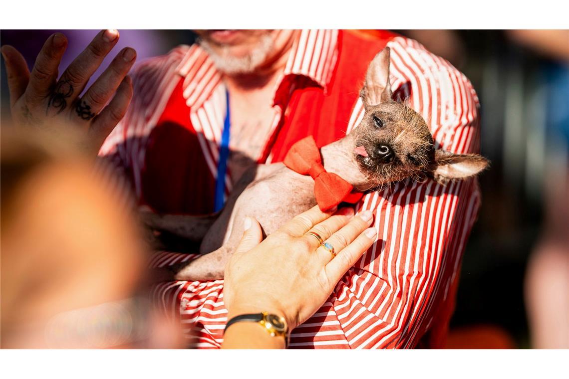 Haarlose Petunia ist "hässlichster Hund der Welt" Der kuriose Wettbewerb wird seit knapp 50 Jahren in Kalifornien ausgetragen.