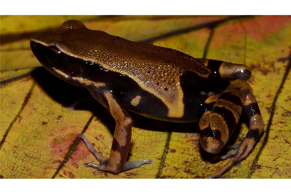 Kongobecken ist "Schatztruhe der biologischen Vielfalt" Der Langfingerfrosch Cardioglossa annulata wurde erst vor Kurzem erstmals von Forschenden beschrieben. (Handout)