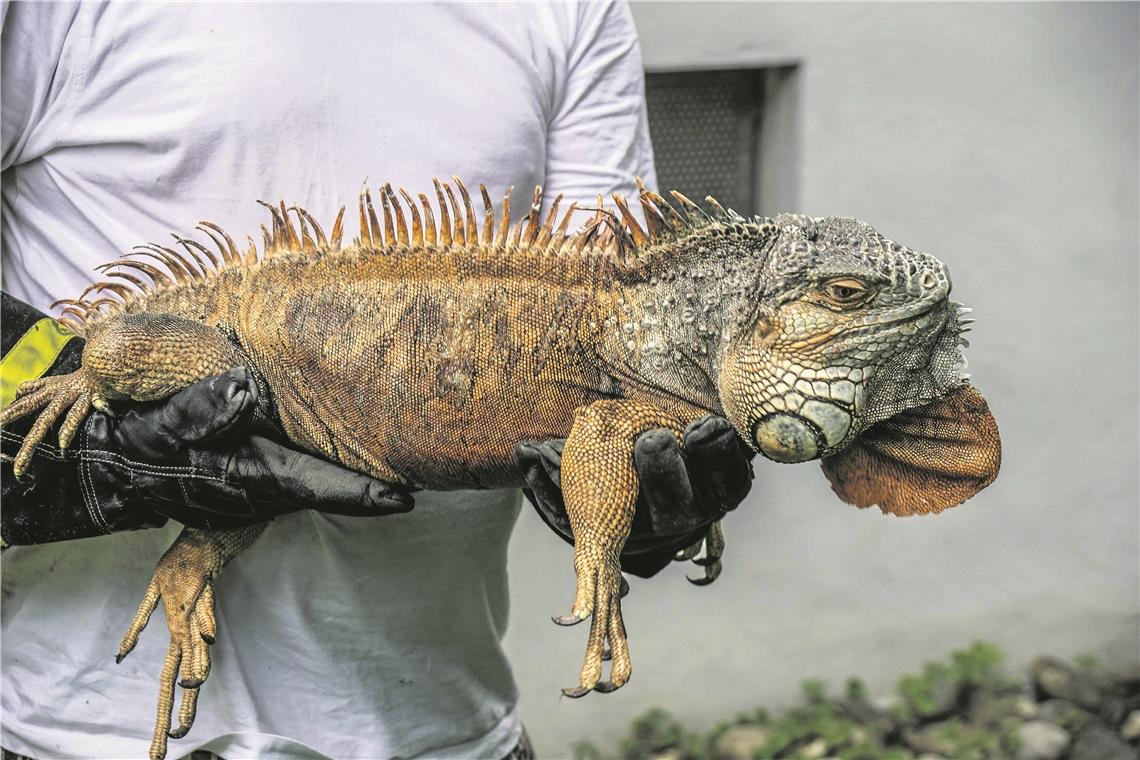 Leguan Freddy in Urbach auf Entdeckungstour