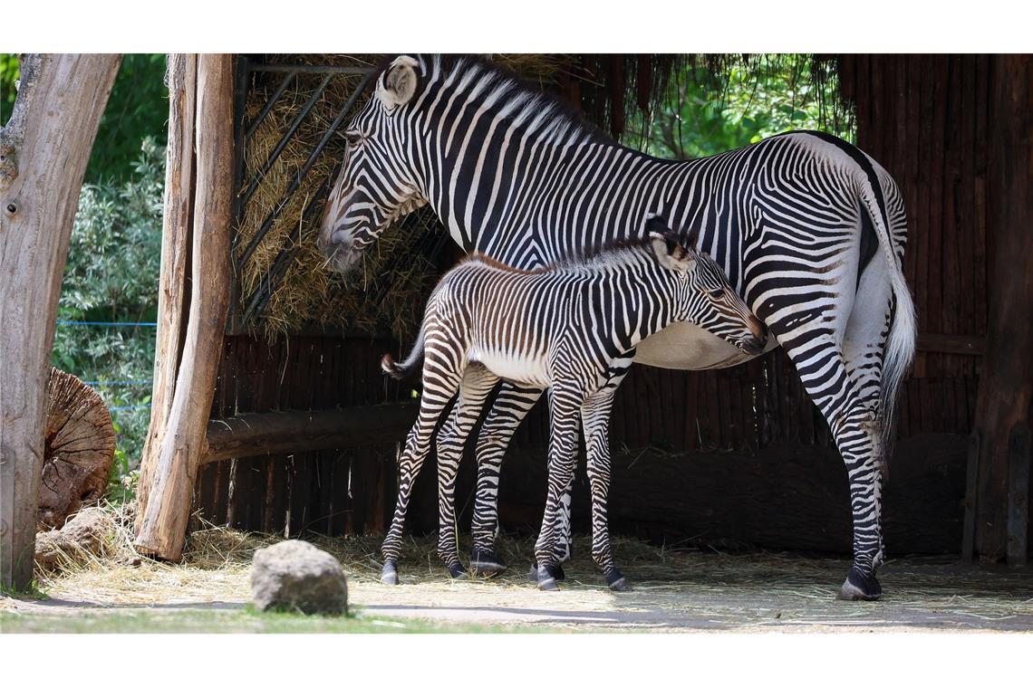 Der Leipziger Zoo schlachtete 2023 einen Zebrahengst, für den sich kein Platz in einem anderen Zoo fand.