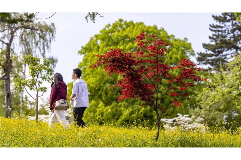 Der Lichtblick kommt ab Donnerstag (Symbolbild).