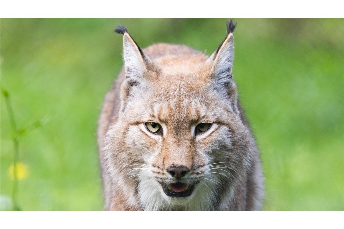 Der Luchs gehört zu den Gewinnern des WWF in diesem Jahr. (Archivbild)