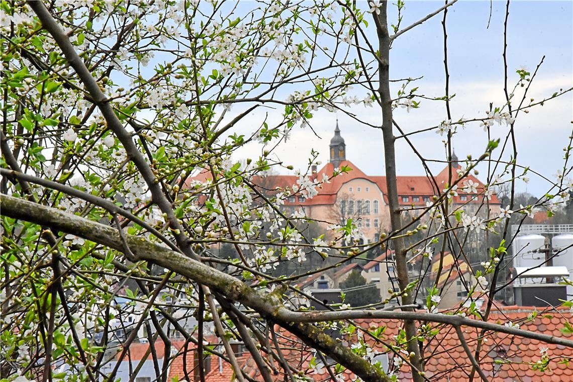 Der März erweckt die Flora wieder zum Leben. An den Bäumen lassen sich zarte Blüten blicken, auf den Wiesen sprießen die Gänseblümchen. Foto: Tobias Sellmaier 