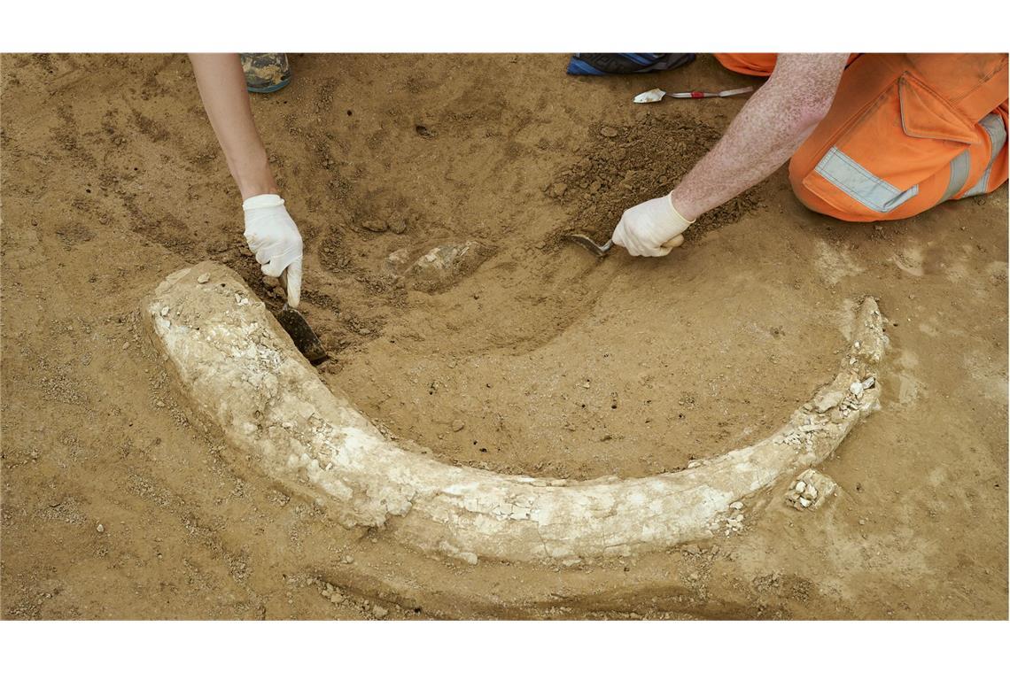 Der Mammutzahn wurde auf einer Baustelle bei Lauda-Königshofen entdeckt.