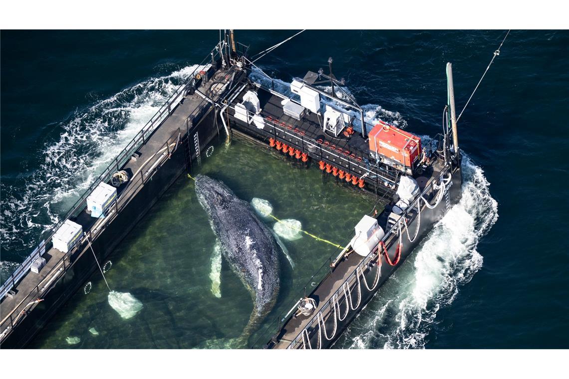 Transportboot mit Wal ist auf dem Weg in die Nordsee