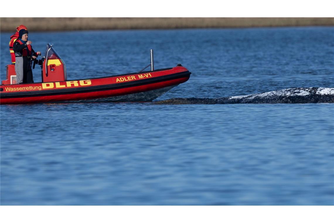 Der Meeressäuger liegt in einer freigespülten Mulde vor der Insel Poel.
