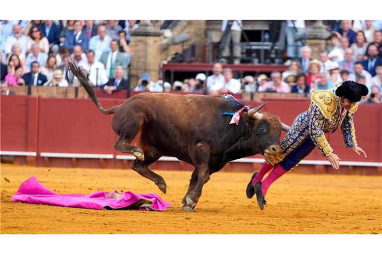 Der mehr als 500 Kilogramm schwere Bulle Clandestino spießte den Star-Torero von hinten auf.