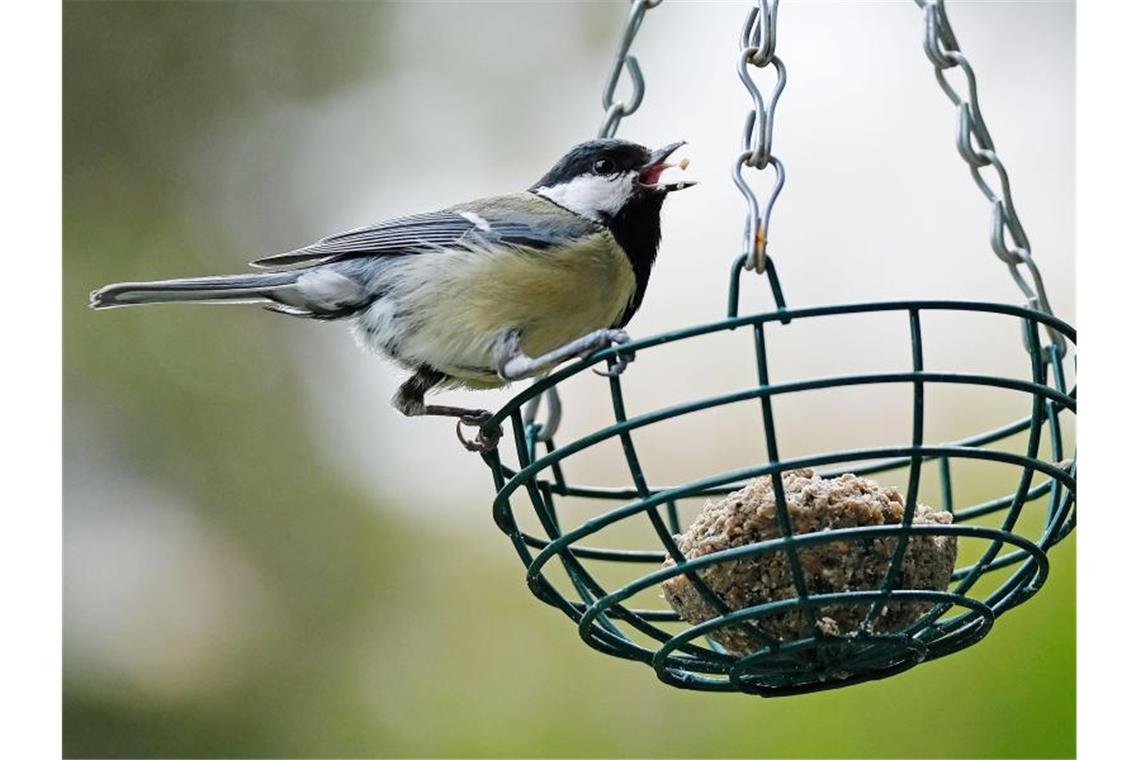 Nabu ruft zur Vogelzählung auf Der Nabu ruft dazu auf, von morgen bis Sonntag, eine Stunde lang die Vögel im Garten oder Park zu zählen. Foto: Oliver Berg/dpa