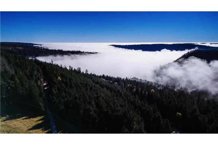 Der Nationalpark im Schwarzwald darf wachsen.