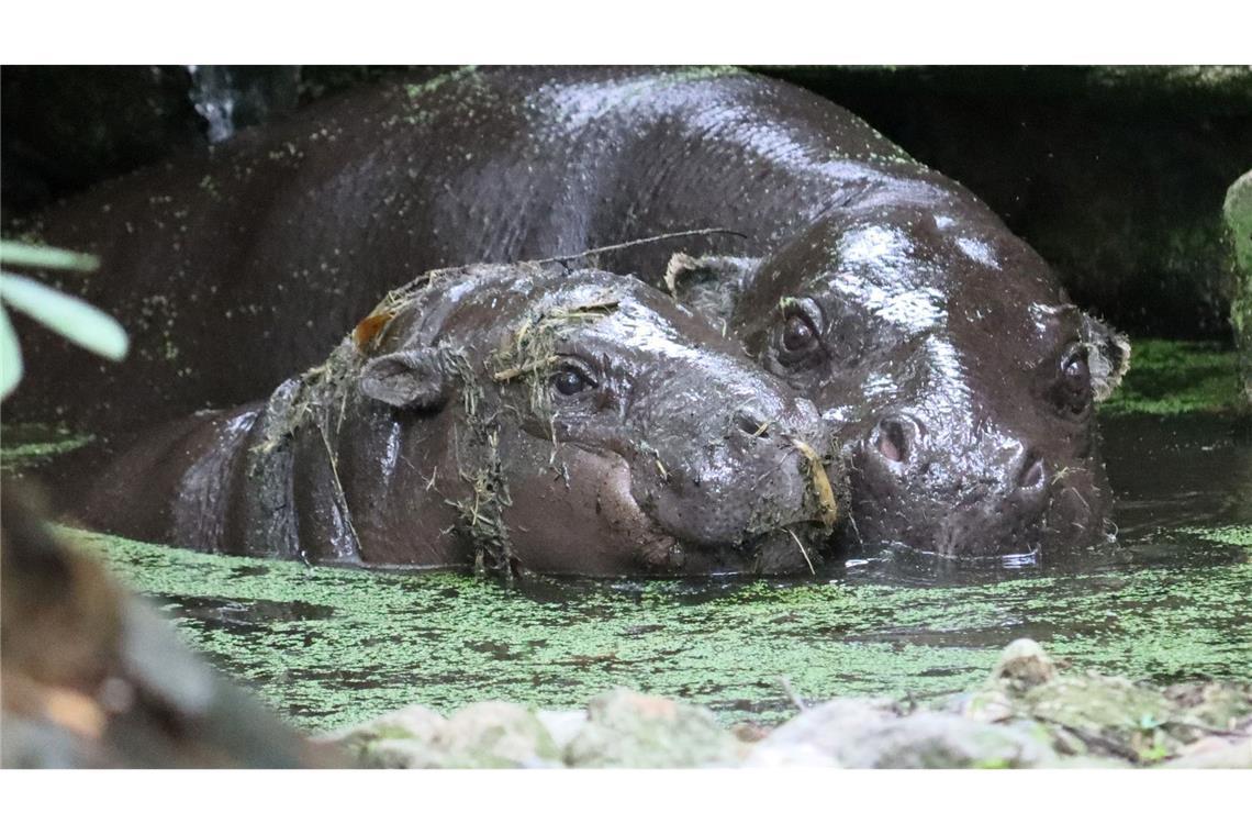 Berliner Mini-Hippo Toni zieht nach Mulhouse Der natürliche Lebensraum der Zwergflusspferde liegt in den Regenwäldern Westafrikas.