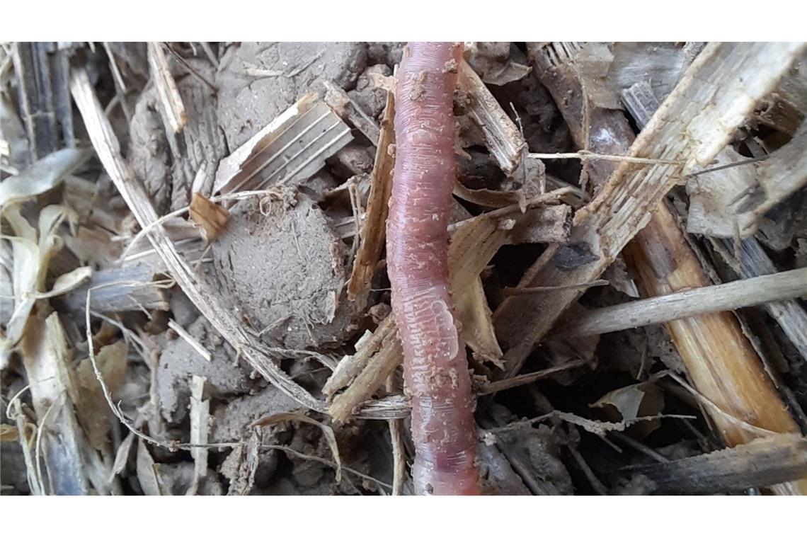 Helodrilus bavaricus: Bayerischer Regenwurm entdeckt Der neu entdeckte bayerische Regenwurm Helodrilus bavaricus ist weltweit einzigartig. (Handout)