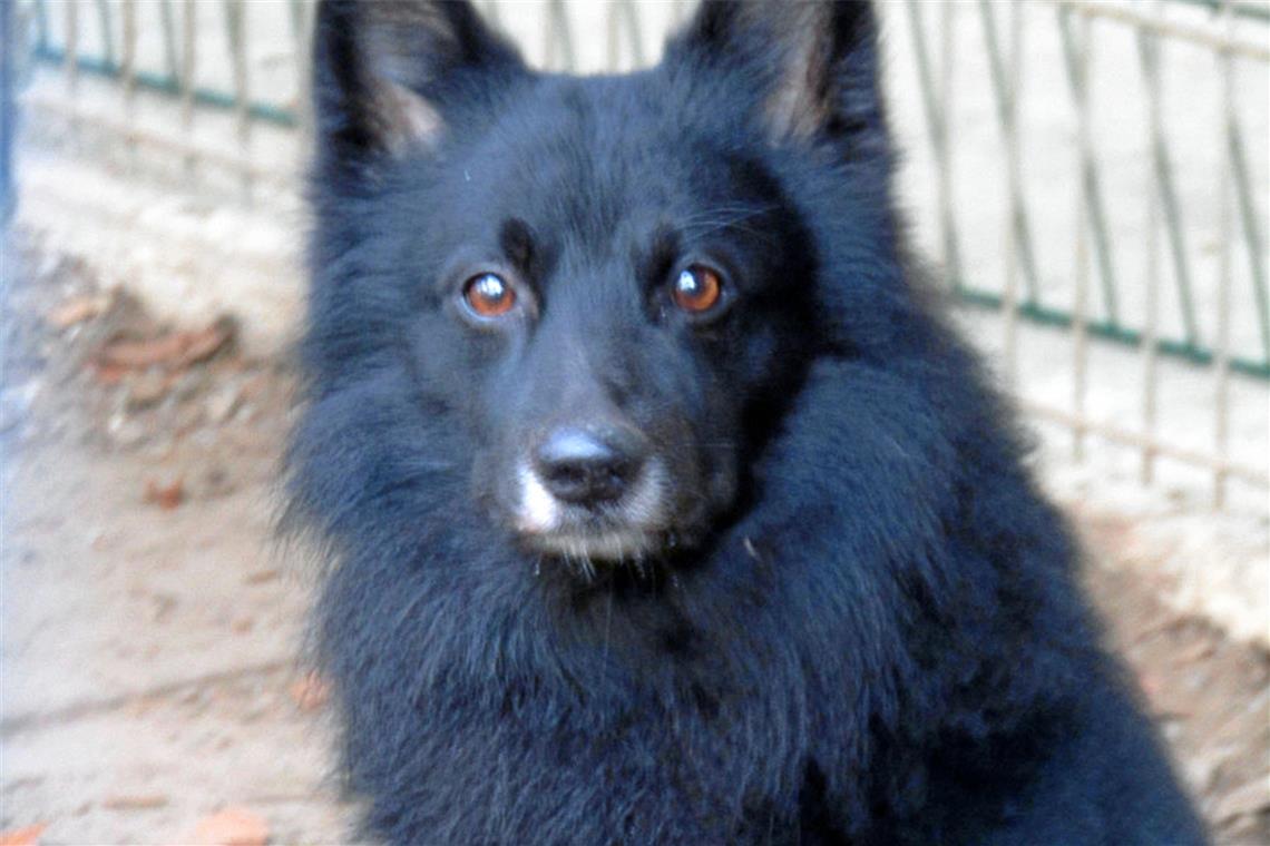 Der neunjährige Lucky hofft auf ein Zuhause mit Erfahrung im Umgang mit Hunden.