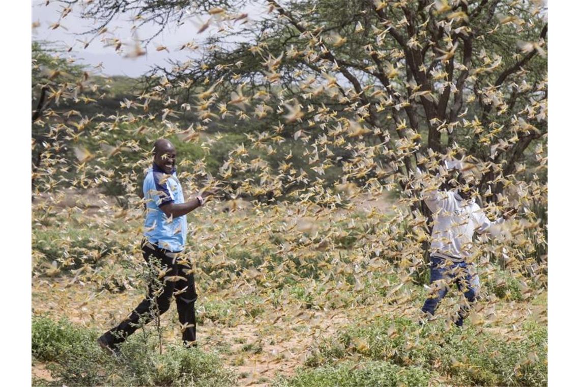 Der Osten Afrikas wird von der schwersten Heuschreckenplage seit 25 Jahren heimgesucht. Foto: Patrick Ngugi/AP/dpa