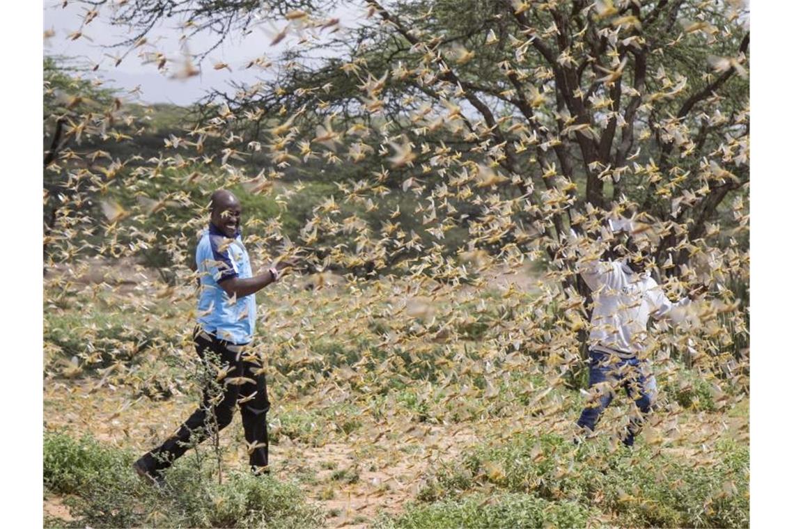 Heuschreckenplage in Ostafrika: Millionen Menschen bedroht Der Osten Afrikas wird von der schwersten Heuschreckenplage seit 25 Jahren heimgesucht. Foto: Patrick Ngugi/AP/dpa