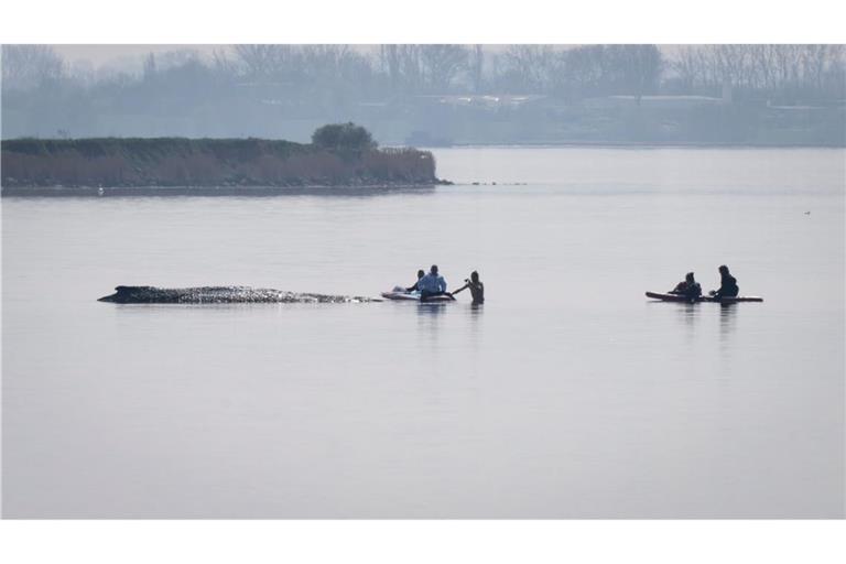 Der private Rettungsversuch für den gestrandeten Wal vor Poel beginnt mit einer Annäherung von Helfern.