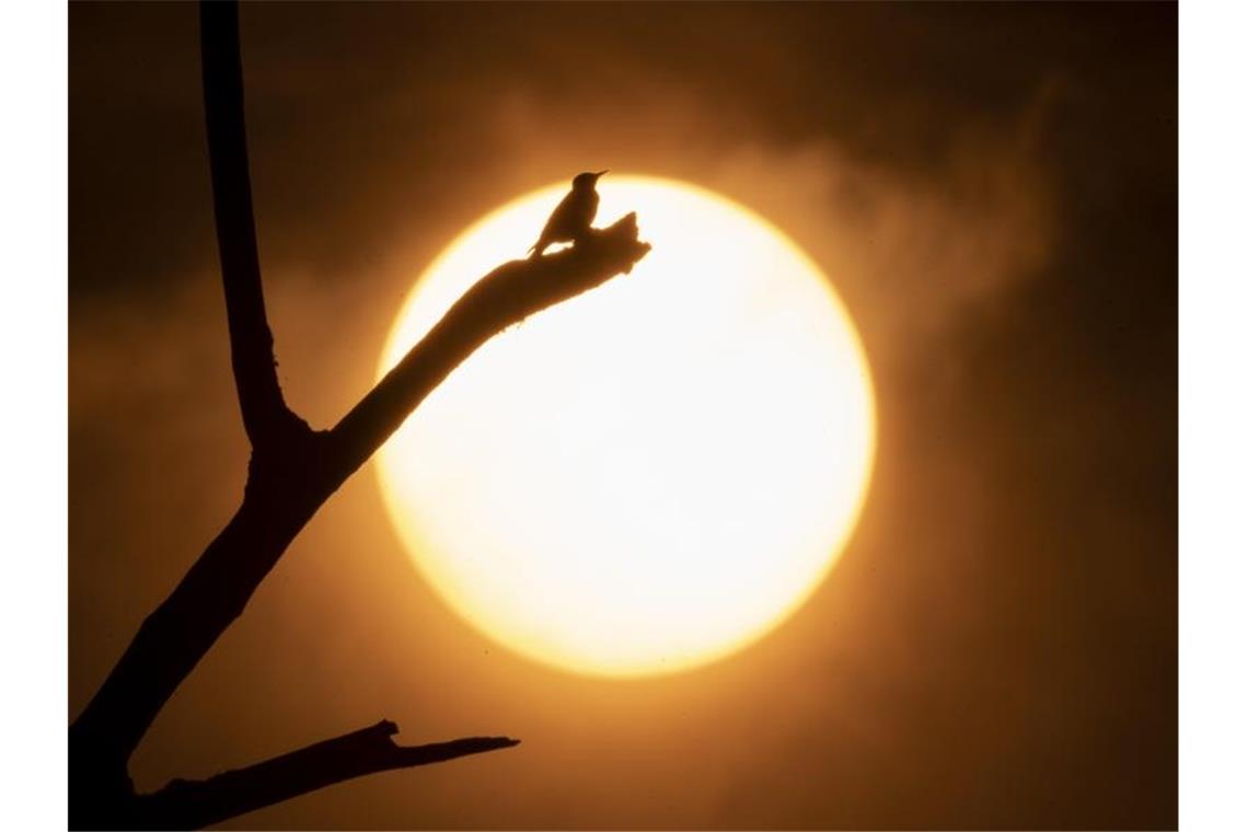 Der Rauch zahlreicher großer Waldbrände im südwestlichen Oregon färbt den Sonnenuntergang und den Himmel gelb. (Archivbild). Foto: Robin Loznak/ZUMA Press Wire/dpa