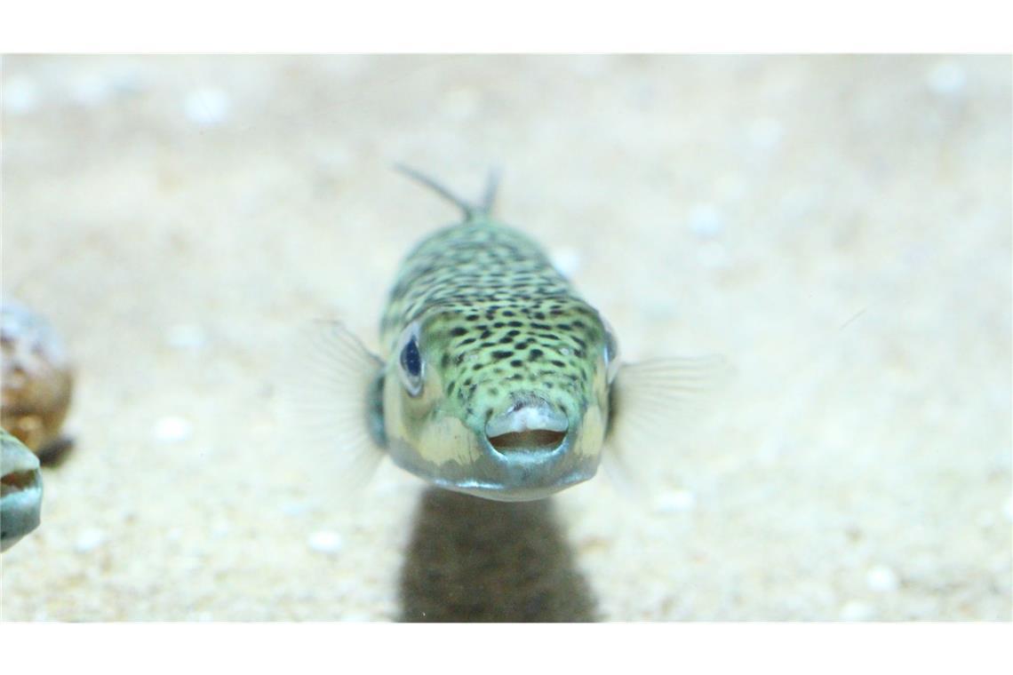 Der recht unscheinbare Hasenkopf-Kugelfisch, der gewöhnlich etwa 40 Zentimeter lang und 9 Kilogramm schwer ist, stammt eigentlich aus dem Indischen Ozean und dem Pazifik. Durch den Suezkanal wanderte er ins Mittelmeer ein, wo er erstmals 2003 nachgewiesen wurde.