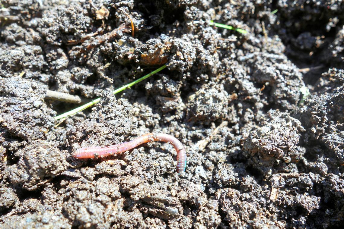 Der Regenwurm hilft beim Aufbau eines furchtbaren Bodens. Foto: Beate Leidig