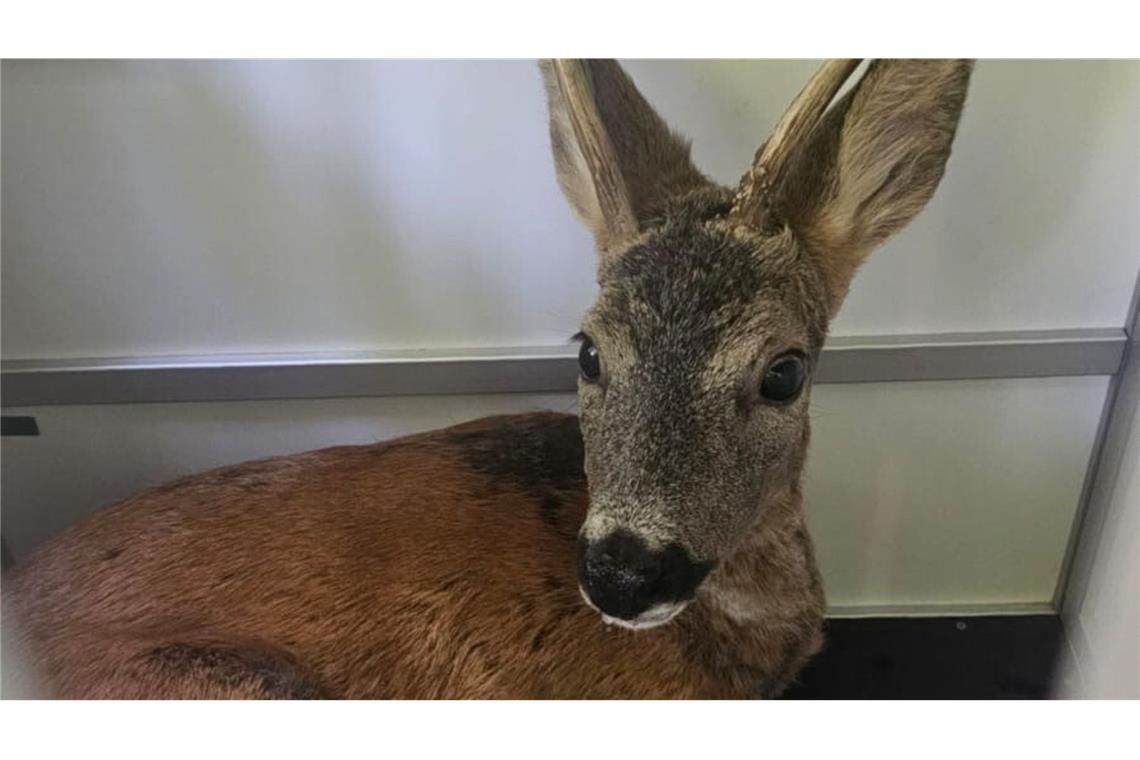 Der Rehbock wird nach seiner Kneipentour in den Wald gefahren.