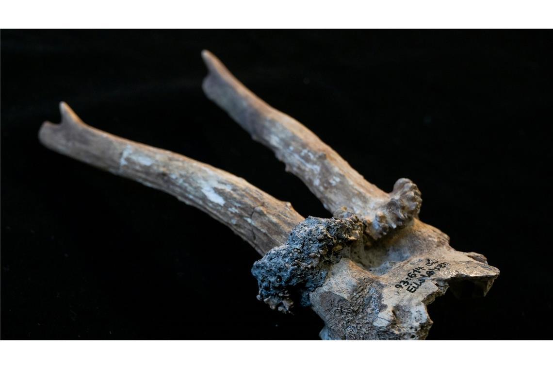 Der Rehgeweihkopfschmuck aus der jungsteinzeitlichen Siedlung Eilsleben-Vosswelle ist rund 7000 Jahre alt und zeigt deutliche Spuren ritueller Nutzung.